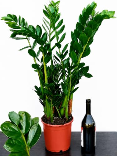 POWERS TO FLOWERS - ZAMIOCULCAS XXL, Vaso 21cm altezza 90/110cm