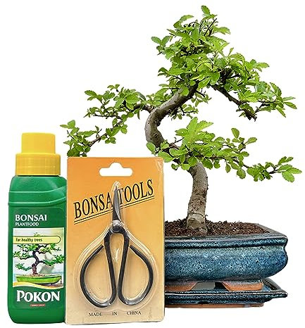 The Bonsai Plants - Real Live Chinese Elm Bonsai Indoor/Outdoor Tree S Trunk - 15 cm Blue Pot - Home Office Decor Gift Set