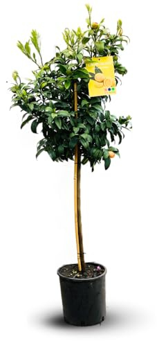 Attitude Jardin - Limequat - citrus floridana - agrume méditerranéen - arbre fruitier - 120-130 cm - ⌀ 24 cm