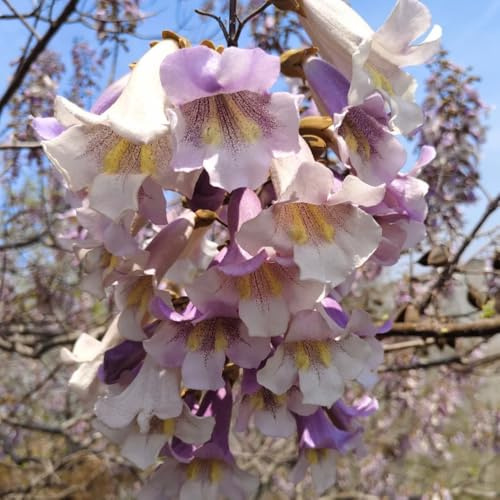 semi di paulownia campanula - perenni resistenti giardino esterno balcone 300pcs