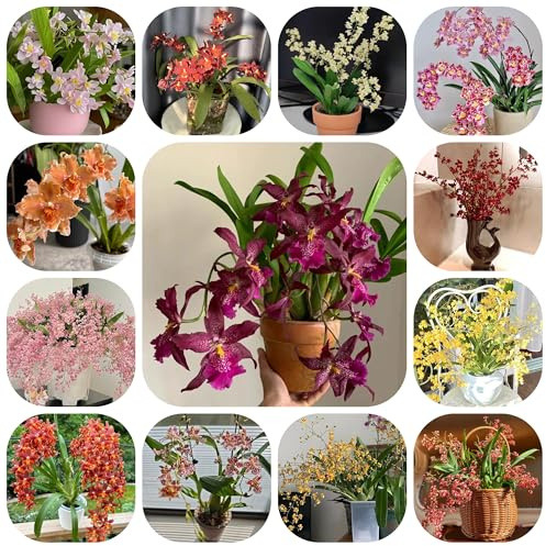 semi di orchidea oncidium - giardino, roccioso resistenti selvatici da balcone di recisi rare, decorazione 150pcs