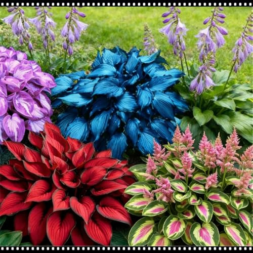 Hosta da giardino per esterni - Tollerante all'ombra e resistente al freddo - Trasforma le zone ombrose dei giardini - Adatta per piantagioni in massa-6 PIECE-D