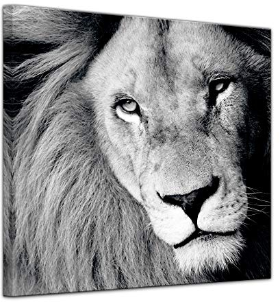 Bilderdepot24 Keilrahmenbild - Löwe - sw - Bild auf Leinwand 80 x 80 cm - Leinwandbilder Bilder als Leinwanddruck Tierbild Wildtiere - Wildkatze in schwarz weiß