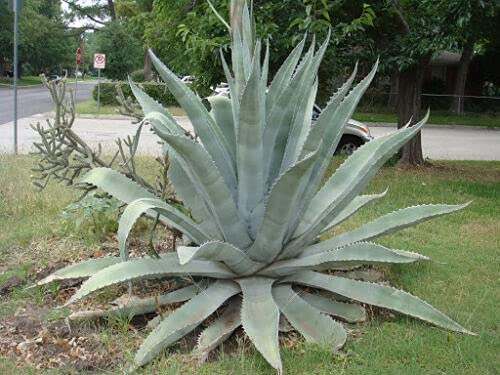15 Seeds of Agave Americana Century Plant