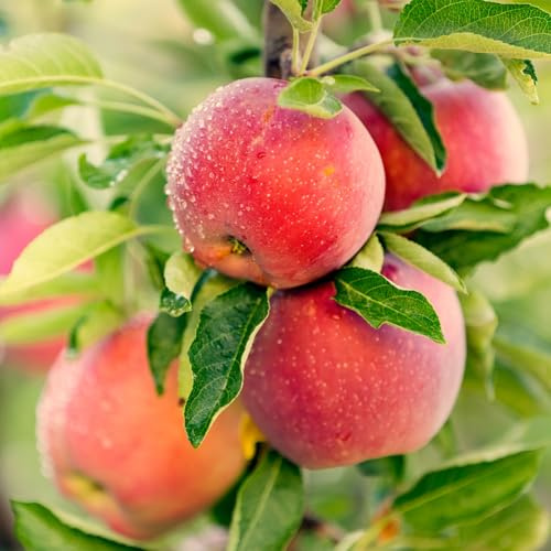 Bulbi Di Mele Il Frutto Della Mela è Abbondante E Adatto Alla Raccolta Vigorose Attirano Impollinatori Con Caratteristiche Uniche Adatte Per La Coltivazione All'Aperto-3bulbs-B