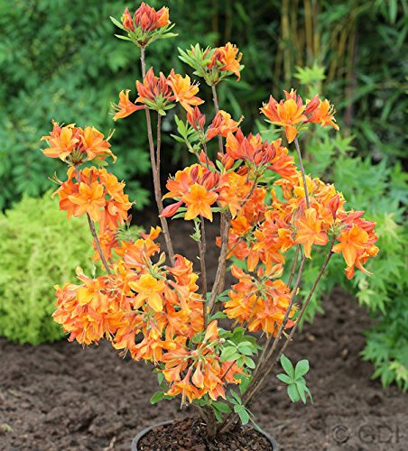 Azalee Goldflamme 40-50cm - Rhododendron luteum - Alpenrose - lebende Gartenpflanze aus den Baumschulen