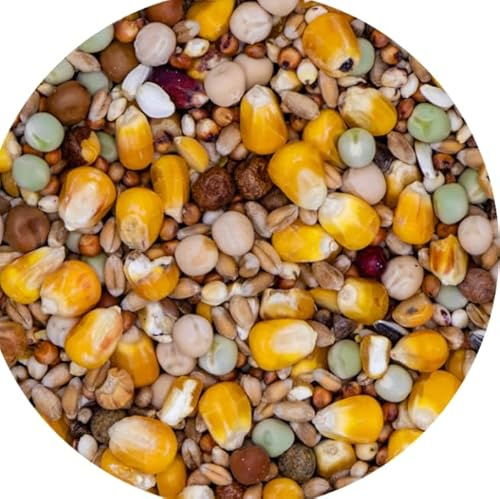 Misto per COLOMBI Formula Ricca di Semi Selezionati, No OGM, 100% Vegetale, Senza Scarti, 20kg, Adatta per Tutto L'Anno qualità PREMIUM VAESEN-BELGIO