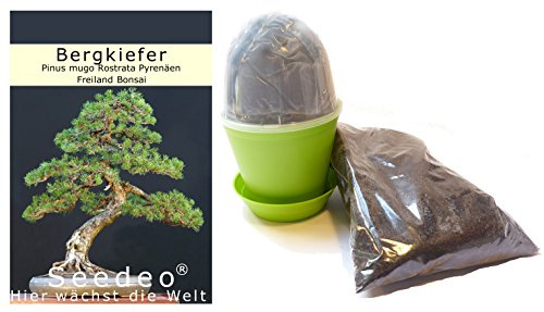 Seedeo Bonsai Anzuchtset Bergkiefer (Pinus mugo rostrata)