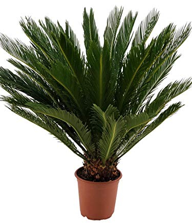 Cycas Revoluta 80-100 cm 15-20 cm Stamm Palmfarn Sagopalme