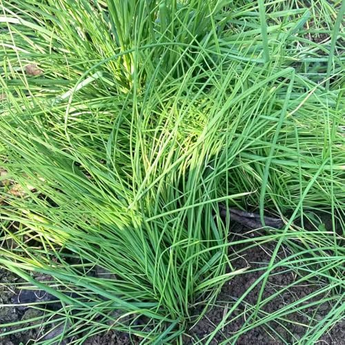 ajo silvestre semillas de semillas de invierno cama elevada para balcón cobertura del suelo ajo silvestre jardín interior 100pcs