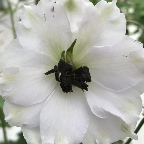 Semi di delphinium, balcone resistenti biologici esotiche giardino 300pcs