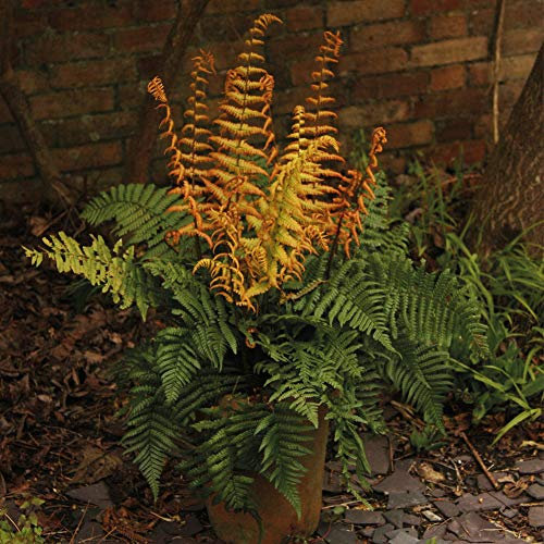 Potted Hardy Garden Plant Dryopteris, Hardy Fern, Plants for Shade, Low Maintenance, Woodland Gardens & Outdoors, Dryopteris Jurassic Gold in a 9cm Pot by Thompson & Morgan (2)