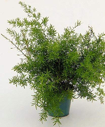 10 Semi di Asparagus Fern D4535 (sprengeri)