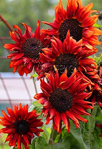 Graines de tournesol fraîches à planter en rouge paquet de 100 graines