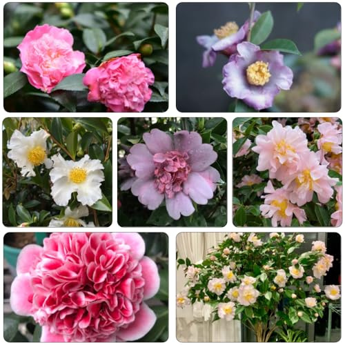 semi di camelia di interni resistenti esotici tagliati medicinali giardino di interni giardino perenni resistenti all'inverno perenni 120pcs