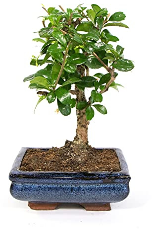 Carmona Microphylla Natural Uno de los Bonsáis más Populares y Conocidos