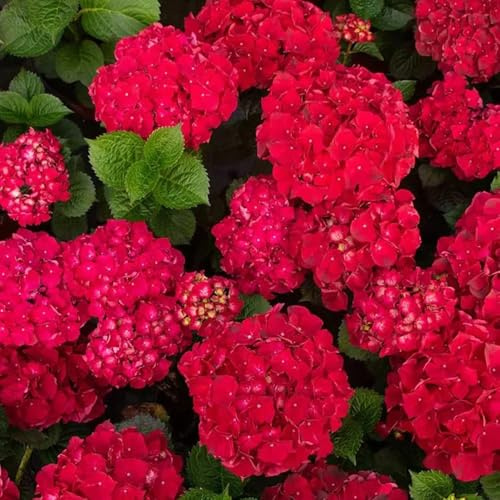 acquistare semi di ortensia, regali per gli amanti del giardino di biologici decorazione perenni resistenti serre da balcone 200pcs