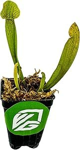Live Carnivorous Pitcher Plant - Sarracenia - Wellspring Gardens Starter Plant (Barba Green)
