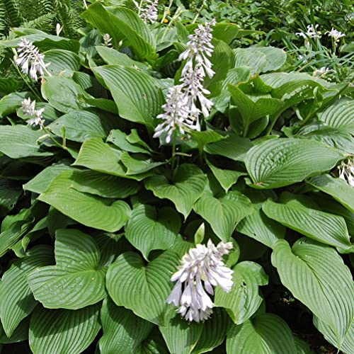 6 x Hosta Sieboldiana - Godet 9x9cm - Feuillage bleu-vert, floraison estivale, rocailles