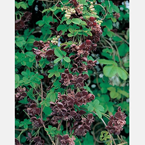 Akebia Quinata, Hardy Perennial Shrub, Chocolate Vine, Flowering Climber, Potted Garden Plants for Cottage Gardens, Walls, Patio & Containers Supplied as 1x 1.7 Litre Pot by Thompson & Morgan
