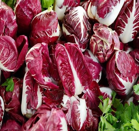 30 graines de légumes de radicchio