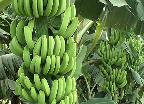 100 Stück Banana Samen, Zwergobstbäume, Milchgeschmack, Außen Perennial Fruchtsamen für Gartenpflanzen 5 : Seeds Only