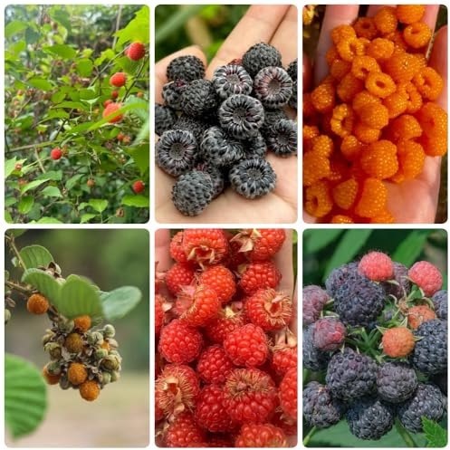 semi di lampone, semi biologici colonnari Rubus idaeus, Le perenni sono semi di giardino 400pcs