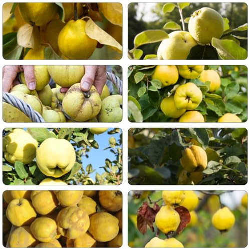 Quittenbaum balkon deko säulenobst pflanzenkübel hochbeete für garten winterharte kübelpflanzen säulenobstbäume bonsai topf dachbegrünung zimmerbonsai bonsai spalierobst 100samen