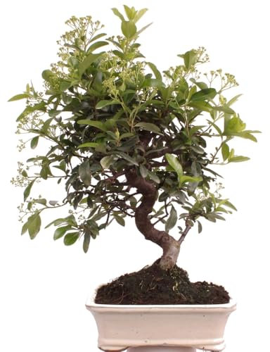 Bonsai - Pyracantha angustifolia Schmalblättriger Feuerdorn 225/59