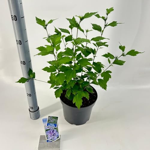 Fresh Plants Pflanze - Hibiskus (Hibiscus syriacus ‘Blue Chiffon’) - Topf Ø23 cm, Höhe ca. 70 cm