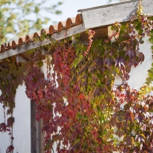Wilder Wein Parthenocissus quinquefolia, kletternd und kräftig zur Wandbegrünung Topf gewachsen (60-100cm)