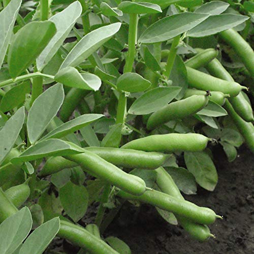 Broad Bean Seeds 'De Monica' Vicia faba Fava Beans Hardy Annual Vegetable Garden Plants Easy to Grow Sow Your Own Spring Sowing Summer Harvesting 1 Packet of 40 Seeds by Thompson and Morgan