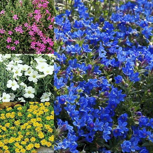 3 X GEMISCHTE ALPENPFLANZEN SORTEN FARBENFROHE, GROSSBLÜTIGE, MEHRJÄHRIGE KÜBELPFLANZEN