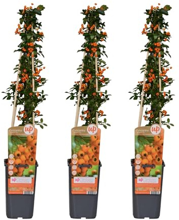 Mandril de fuego Pyracantha 'Soleil d'Or' – 3 plantas – Ø 15 cm – 65 cm de altura – arbusto espinoso perenne – paraíso de aves y privacidad
