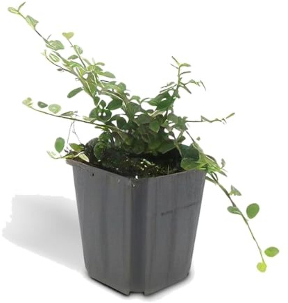 Plantas Tapizantes Cotoneaster Queen of Carpets, Set de 6, 10-25 cm