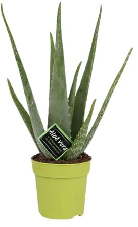 Aloe Vera - 35-45cm - Ø12cm - Zimmerpflanze - Immergrün - Kakteen und Sukkulenten