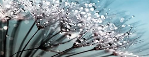 artissimo Bild aus Glas 80x30 cm Natur AG3926A – Pusteblume Wandbild türkis blau, Panorama Glasbild Querformat, moderne Wanddeko