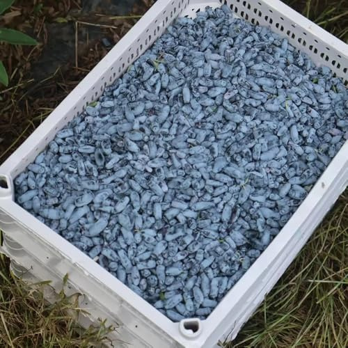 semi di mirtillo siberiano, resistente giardino balcone 150pcs