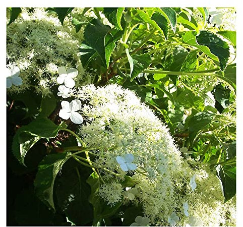 Hydrangea petiolaris 'Flying Saucer' 15cm Pot Size