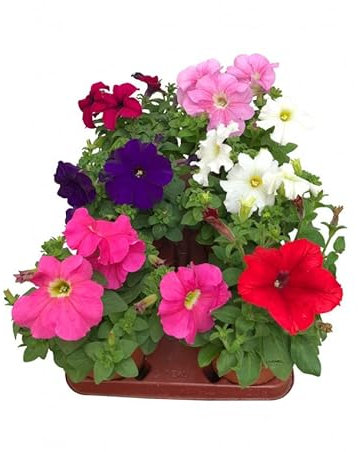 Lote de 6 Plantas de Petunia Naturales para Exterior