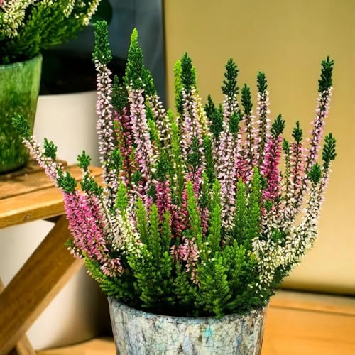 heidekraut winterhart - mehrjährig bio garten 500samen