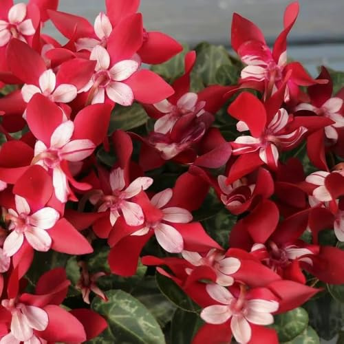 Alpenveilchen kletterpflanze exotische zimmerpflanzen pflanzensamen exotisch balkonpflanzen frühling biosaatgut blumenwiesensaat balkongewächshäuser dachbegrünung blumengarten indoor 150samen