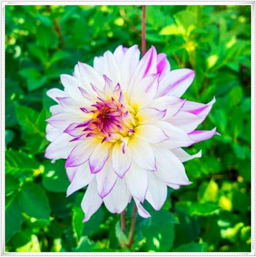 Hermosas dalias, bulbos resistentes, perennes, románticas, regalos, decoraciones de interiores, jardines.-10 bulbo-G