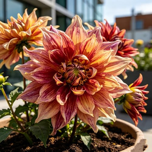 Bombillos de Dalia para Siembra en Primavera | Ideales para Jardín y Decoración de Interiores-2bulbo-d