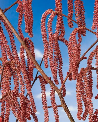 Corylus avellana 'Rote Zellernuss' 50-60 cm – Winterhart, Mehrjährig, Pflegeleicht – Haselnuss – Heckenpflanze für Garten & Sichtschutz