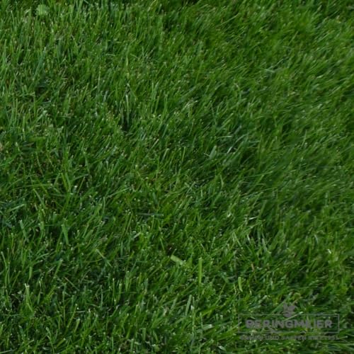 2,5 kg Rasengold Regeneration - Zierrasen - Gebrauchsrasen - Rasenmischung zur schnellen Regeneration - Mähroboter - Grassamen - Premium Rasensamen - Neunalage - Nachsaat