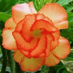 Graines De Vraies Roses Du Désert Graines D'Adénium Bonsaï Plantes Succulentes Fleurs Ornementales Pour Jardin Et Balcon Mélange De Couleurs