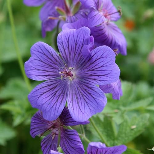 Plant Theory 9cm Pot Geranium Magnificum Rosemoor Cranesbill Perennial