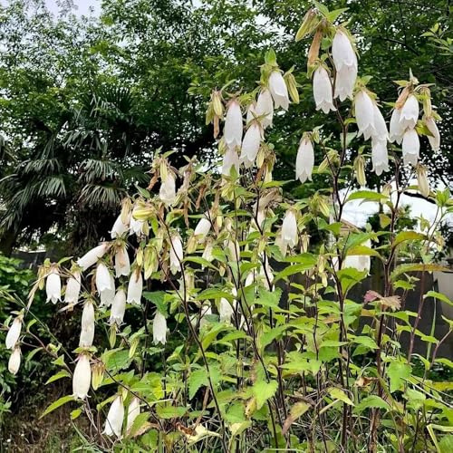 semi resistenti di campanula biologici per aiuola campanula per luoghi soleggiati to perenni di recisi resistenti rare, 55pcs