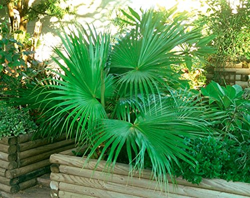 100 semillas | Sabal minor Enano Palmetto Palmera | Cultivos fresca | Resistente a la Zona 7